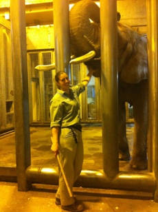 Elephant Keeper Jen Martin examines the mouth of her charge 41 year old Toka.