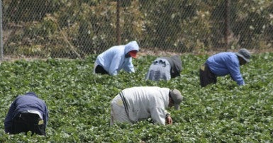 Travailleurs agricoles