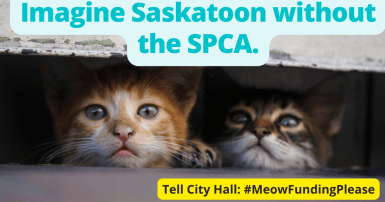 Two kittens with the text Imagine Saskatoon without the SPCA