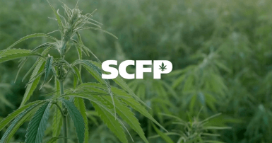Cannabis plant in closeup in a field of green with the logo of SCFP