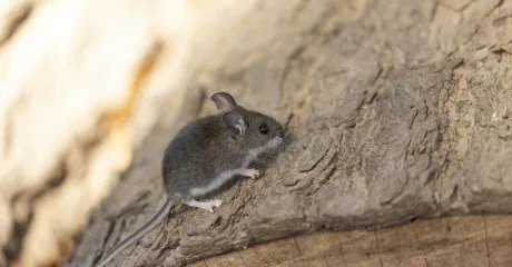 Hantavirus - rodents