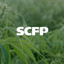 Cannabis plant in closeup in a field of green with the logo of SCFP