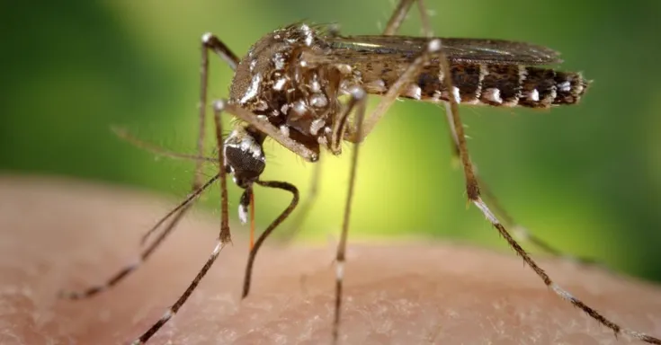 Aedes aegypti mosquito